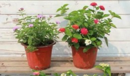 景宁新闻爆料视频最新,最新爆料视频揭示惊人内幕