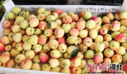 石家庄水果最新爆料事件