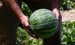 黑科吃瓜爆料最新进展视频,最新进展视频深度解析